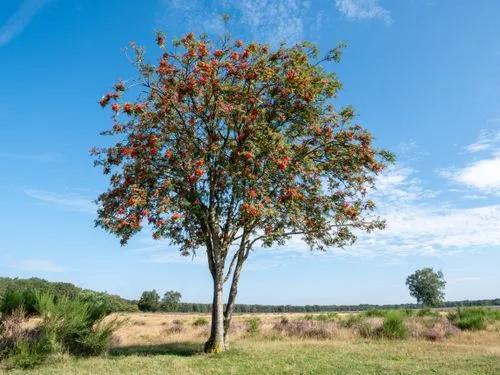 European Rowan