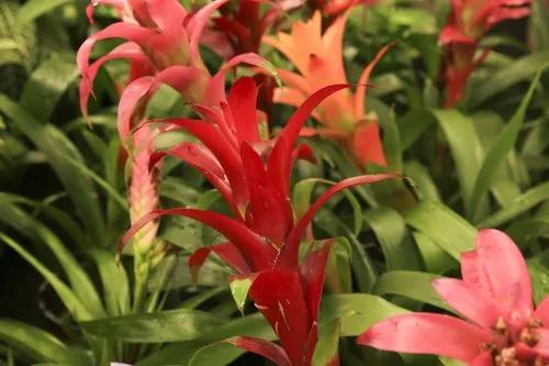 West Indian Tufted Airplant