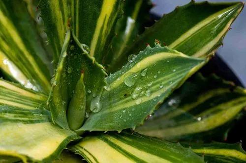 Corredor de ron de agave