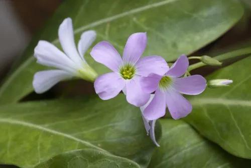 Broadleaf Wood-sorrel