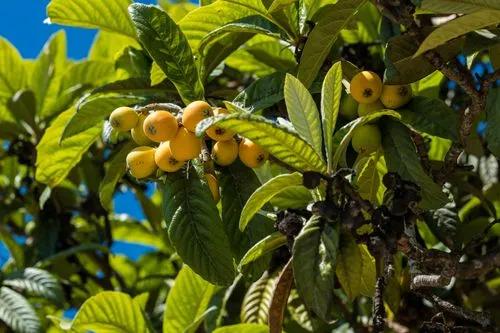 Loquat