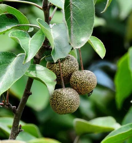 Wild Himalayan Pear