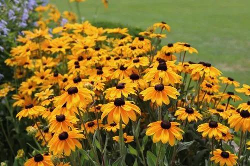 Black Eyed Susan