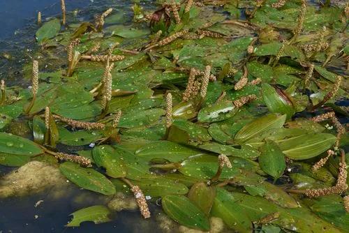 Perfoliate Pondweed