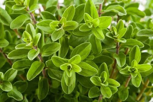 Sweet Marjoram