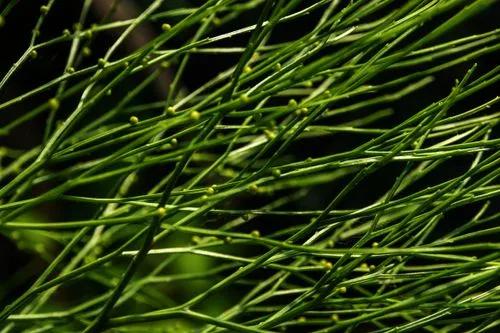 Whisk Fern