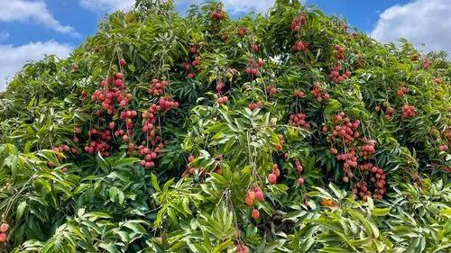 Lychee Tree