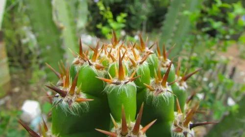 Pleated Cereus