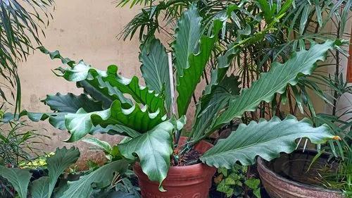 Bird's Nest Anthurium