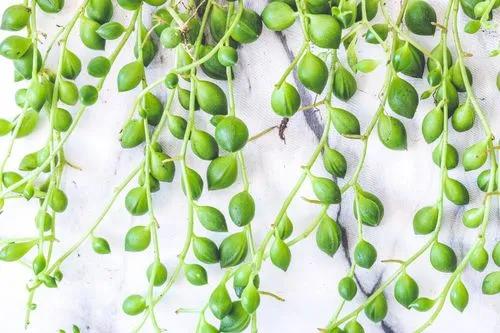 String of Watermelons