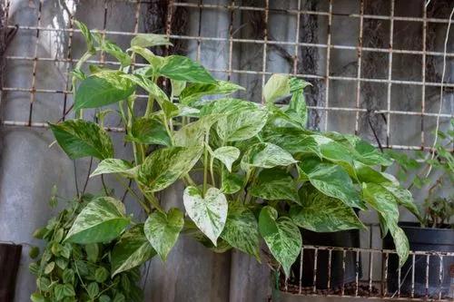 Pothos Marble Queen