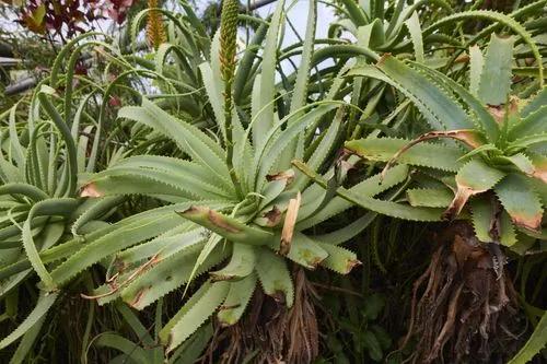 Mustache Aloe