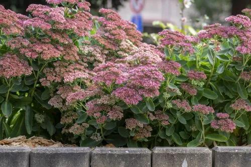 Showy Stonecrop