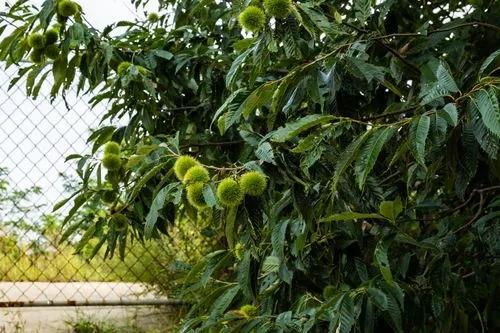 Chinese Chestnut