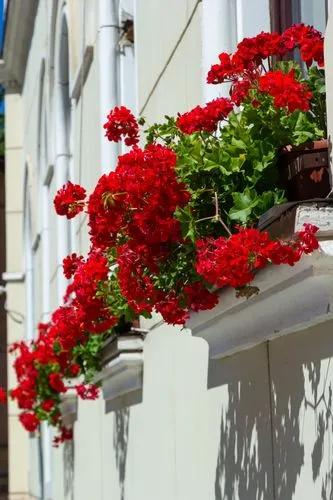 Zonal Geranium