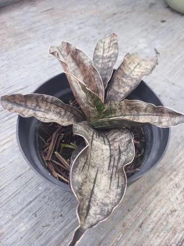 Coppertone Snake Plant