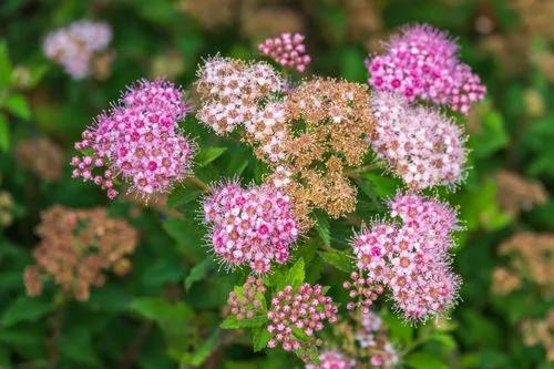 Japanese Meadowsweet