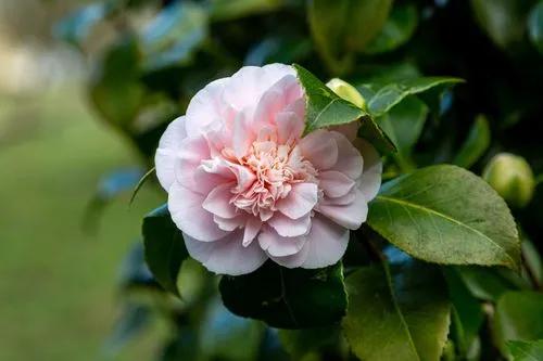 Camellia japonica