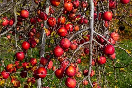 Fuji Apple Tree