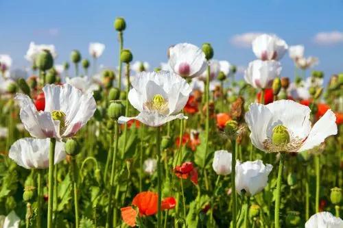 Oilseed Poppy