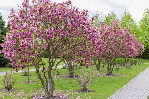 Purple magnolia