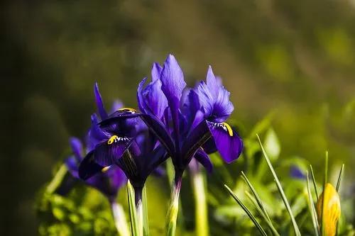 Salt Marsh Iris