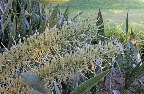 African Bowstring-hemp