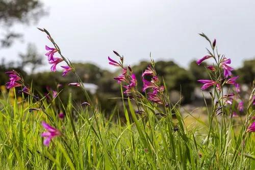 Eastern Gladiolus