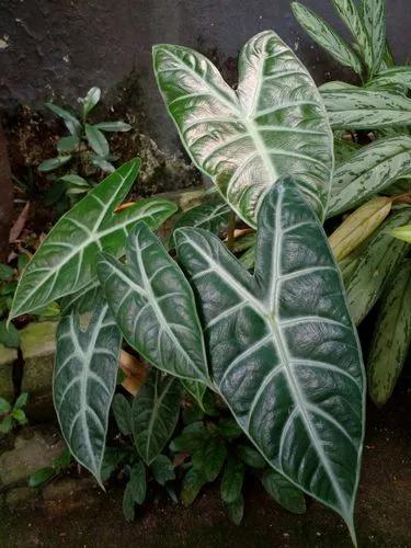 Alocasia Longiloba