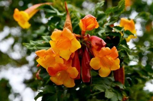 Tecoma 'Orange Jubilee'