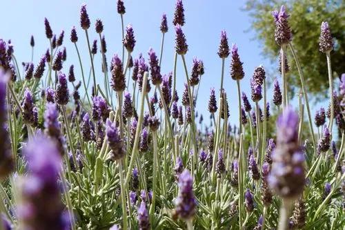 French lavender