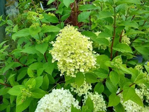 'Limelight' Panicle Hydrangea