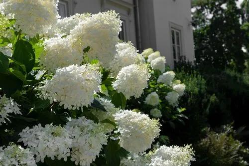 Hydrangea Phantom