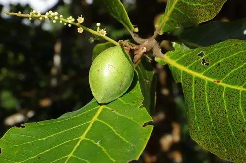 Indian Almond