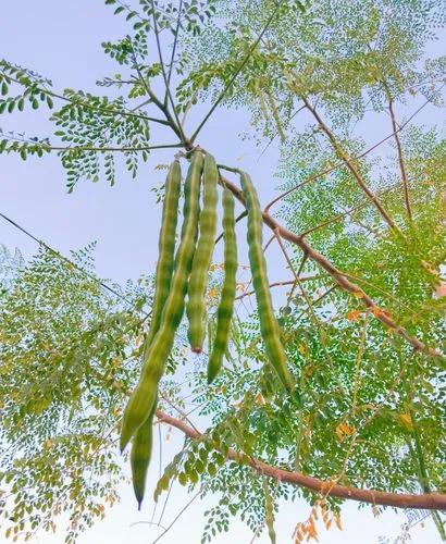 Horseradish Tree