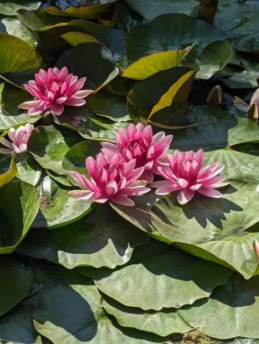 Pygmy Water-lily