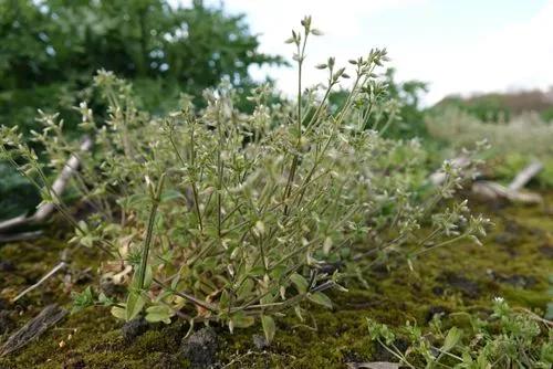 Sticky Mouse-Ear Chickweed