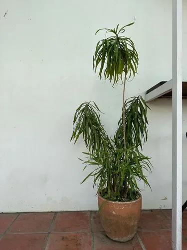 Draceana Lisa Cane Plant