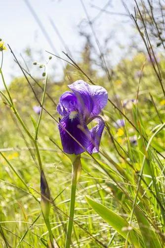 Crimean iris