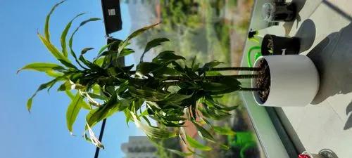 Dracaena Janet Craig