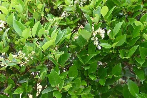 Japanese privet