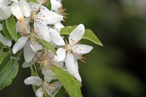 Southern Crabapple