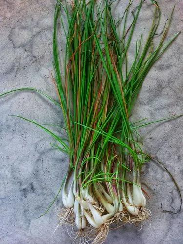 Garlic chive