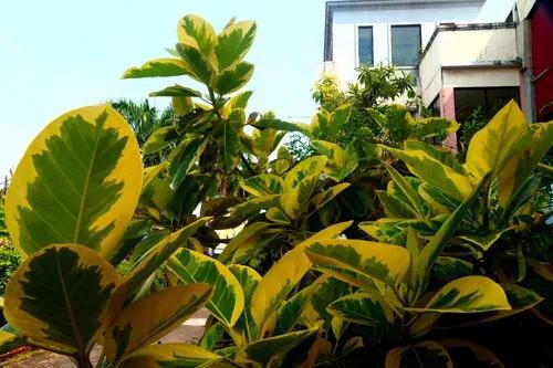 Ficus Yellow Gem