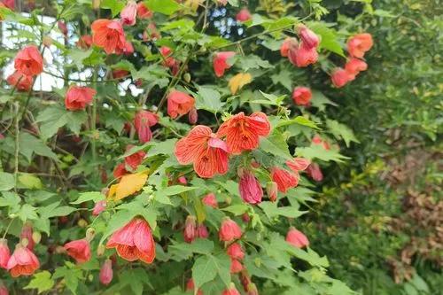 Flowering Maple Plant