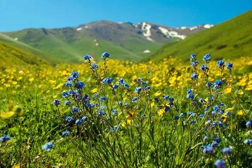 Alpine Forget-Me-Not