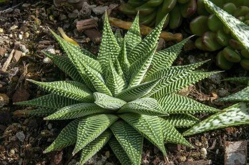 File Leafed Haworthia