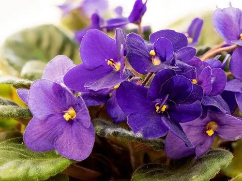 African Violet