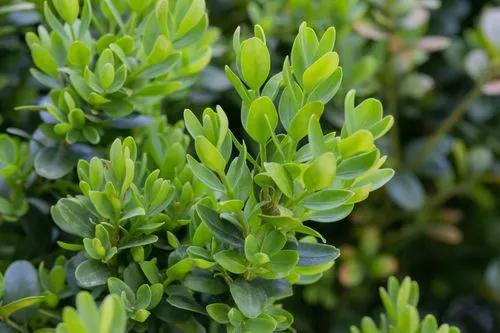 Caucasian boxwood