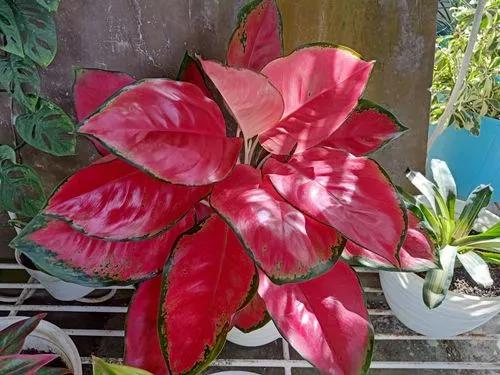 Suksom Jaipong Aglaonema